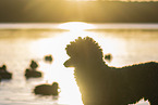 male Royal Standard Poodle
