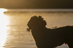 male Royal Standard Poodle