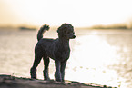 male Royal Standard Poodle