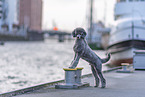 male Royal Standard Poodle