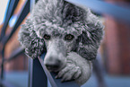 male Royal Standard Poodle