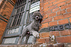 male Royal Standard Poodle