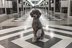male Royal Standard Poodle