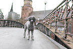 male Royal Standard Poodle