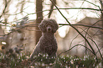 male Royal Standard Poodle