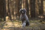 male Royal Standard Poodle