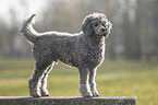 male Royal Standard Poodle