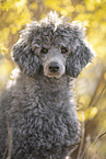 male Royal Standard Poodle