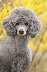 male Royal Standard Poodle