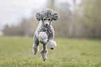 male Royal Standard Poodle