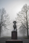 male Royal Standard Poodle
