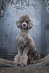 male Royal Standard Poodle