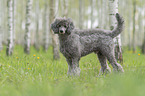 male Royal Standard Poodle