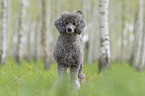 male Royal Standard Poodle