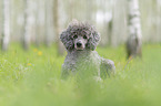 male Royal Standard Poodle