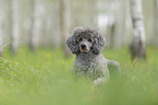 male Royal Standard Poodle