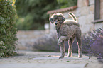 male Royal Standard Poodle