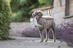 male Royal Standard Poodle
