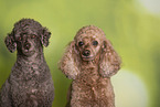 Royal Standard Poodle Portrait
