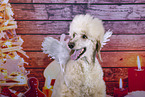 Royal Poodle