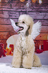 Royal Poodle