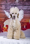 Royal Poodle