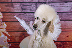 Royal Poodle