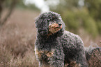 Royal Standard Poodle