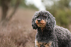 Royal Standard Poodle
