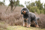 Royal Standard Poodle