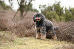 Royal Standard Poodle
