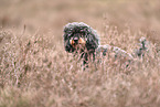 Royal Standard Poodle