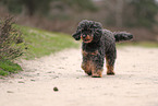 Royal Standard Poodle