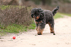 Royal Standard Poodle