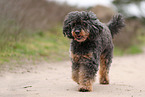 Royal Standard Poodle
