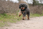 Royal Standard Poodle