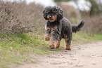 Royal Standard Poodle