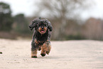 Royal Standard Poodle
