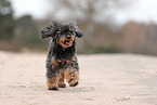 Royal Standard Poodle