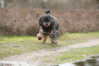 Royal Standard Poodle