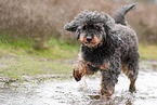Royal Standard Poodle