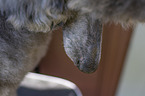 Royal Standard Poodle