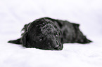 Royal Standard Poodle Puppy