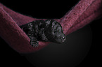 Royal Standard Poodle Puppy