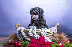 Royal Standard Poodle Puppy