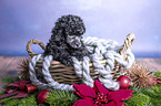 Royal Standard Poodle Puppy