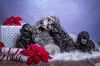 Royal Standard Poodles