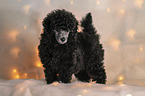 Royal Standard Poodle Puppy