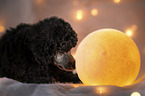 Royal Standard Poodle Puppy