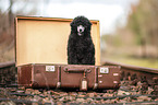 Royal Standard Poodle Puppy
